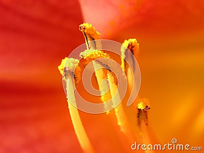 Flower red yellow azalea Stock Photo