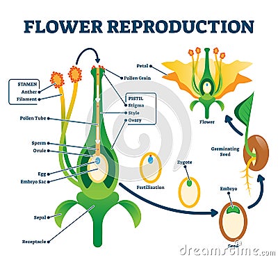 Flower reproduction vector illustration. Labeled process of new plants scheme Vector Illustration