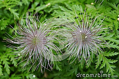 Flower that resembles hairballs in Iceland Stock Photo