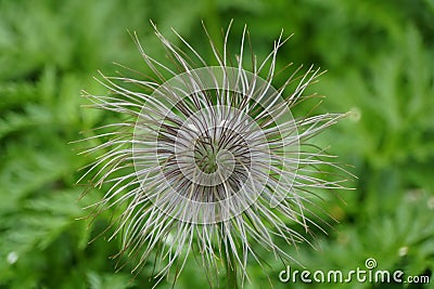 Wildflower that resembles hairballs in Iceland Stock Photo