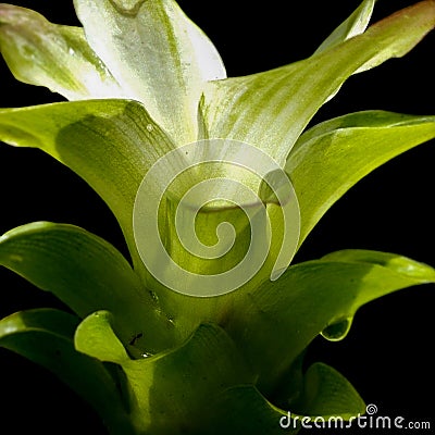 FRONT VIEW OF RHIZOME FLOWER ON A BLACK Stock Photo