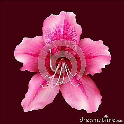 Flower of Rhododendron Azalea isolated on colorful background Vector Illustration