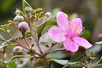 The flower of Rhodomyrtus tomentosa Stock Photo