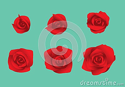 Flower Rose Blooming Sequence Frame Vector Vector Illustration