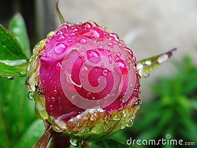 Flower Rose Drops Petals Stock Photo