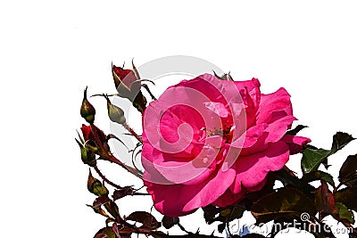 Flower of rose of hybrid Parade, Boer J. Per, 1953, with several undeveloped buds on white background Stock Photo