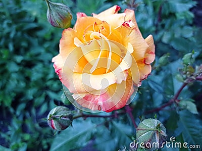 Flower, rose, macrophoto, yellow, plant Stock Photo