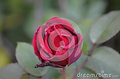 Flower, Rose, Nature, Gardens, Rose at falltime Stock Photo