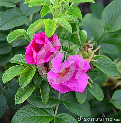 Flower rose nitidus, wild rose, cluster rose, roses in the garden. Stock Photo