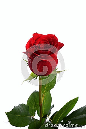 Flower a rose red to fridom Stock Photo