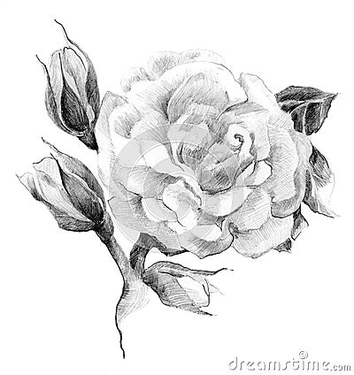 Flower rose sketch Stock Photo