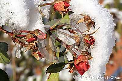 Flower rose under snow. Stock Photo