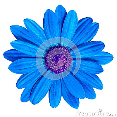 Flower royal blue purple daisy isolated on white background. Close-up. Stock Photo