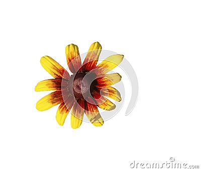 Flower rudbeckia on a white background Stock Photo