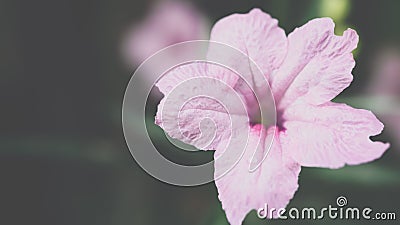 Flower (Ruellia, Dwarf Mexican Petunia Flower) Stock Photo