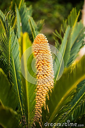 Flower of Sago Palm of Yellow Color Stock Photo