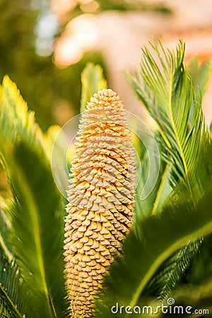 Flower of Sago Palm of Yellow Color Stock Photo