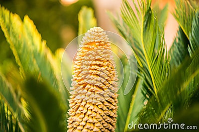 Flower of Sago Palm of Yellow Color Stock Photo