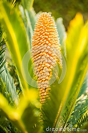 Flower of Sago Palm of Yellow Color Stock Photo
