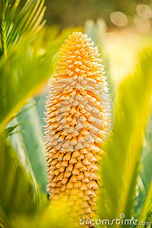 Flower of Sago Palm of Yellow Color Stock Photo