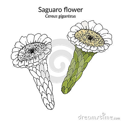 Flower of saguaro cactus Carnegiea gigantea Cartoon Illustration