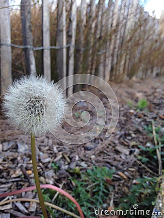 Flower Stock Photo