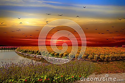 Flower sea, Taitung, Taiwan Stock Photo