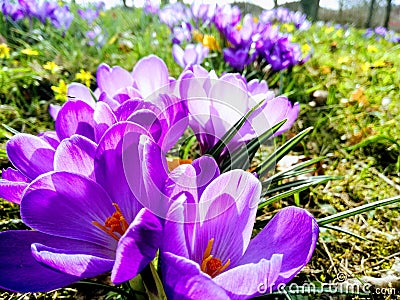 flower season Stock Photo