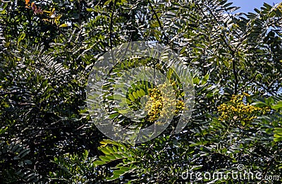 Flower of Senna siamea blooming on tree Stock Photo