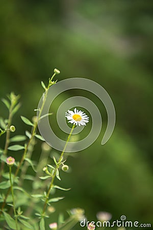 Serra da Tronqueira in Nordeste on the island of Sao Miguel, Portugal Stock Photo