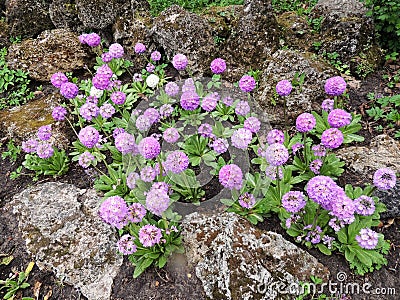 Flower serrulate primrose (Primula denticulata) Stock Photo