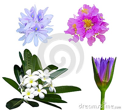 Flower Set Stock Photo