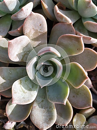 Flower-shaped Echeveria elegans cactus. Mirada cenital de un cactus de suculenta. Stock Photo