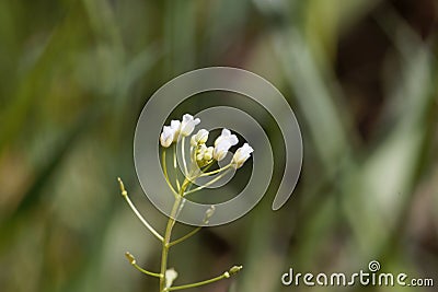 Flower of a shepherds purse, Capsella bursa-pastoris Stock Photo