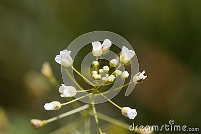 Flower of a shepherds purse, Capsella bursa-pastoris Stock Photo