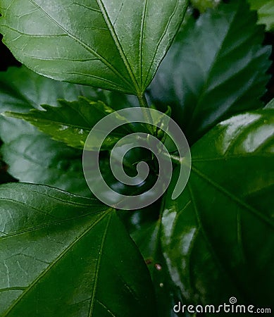 Nature things, green leaf photo Stock Photo