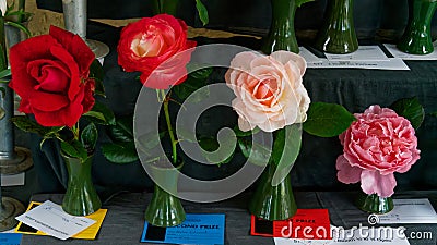 Flower show competition winners at the Motueka A and P show Editorial Stock Photo