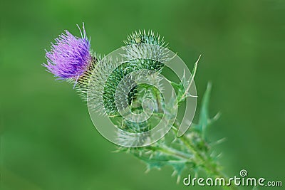 Flower of Silybum marianum, Milk Thistle. Stock Photo