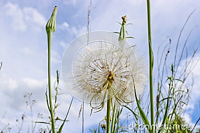 Flower similar to a dandelion - meadow Salsify common names Jack-in bed-at-noon Stock Photo