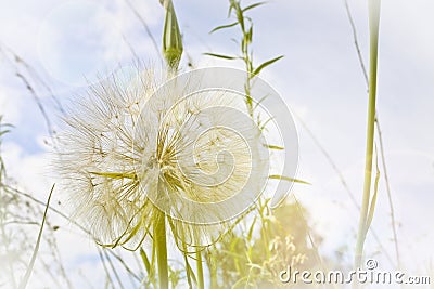 Flower similar to a dandelion - meadow Salsify common names Jack-in bed-at-noon, meadow salsify, showy goat`s-beard Stock Photo