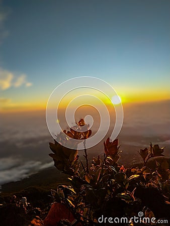 Flower in Slamet mountain Stock Photo