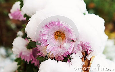 Flower in the snow! Stock Photo
