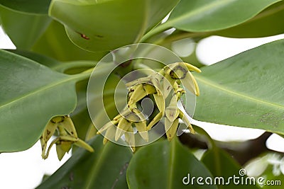 Flower of Sonneratia alba after fall. Stock Photo