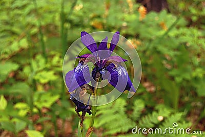 The mysterious flower is the iris Stock Photo