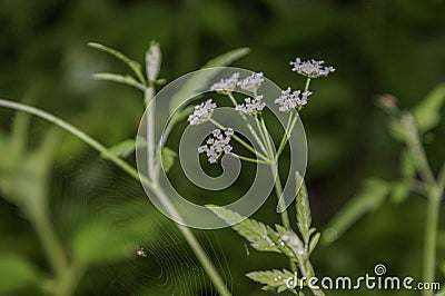 Flower and spiderweb Stock Photo