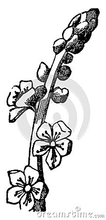 Flower, Spike, reproductive, structure, plant vintage illustration Vector Illustration