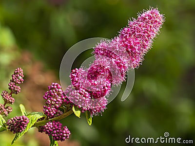 Flower spike of rose spirea, Spiraea douglasii Stock Photo