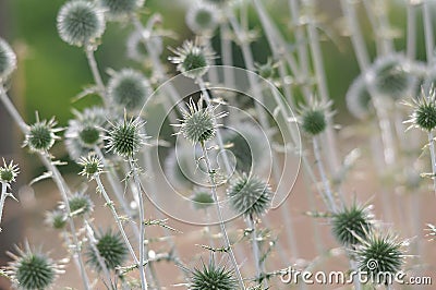 Flower spring nature natural macro bokeh flowers Stock Photo