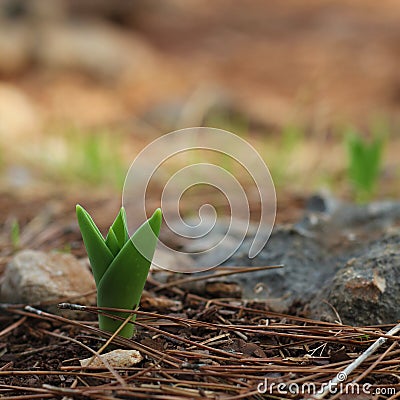 A beautiful flower sprout in a pine forest Stock Photo