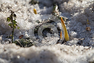 Flower sprouts break through melting snow at the entrance to Lefortovo Park in early April in Moscow. Stock Photo